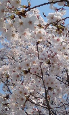 桜