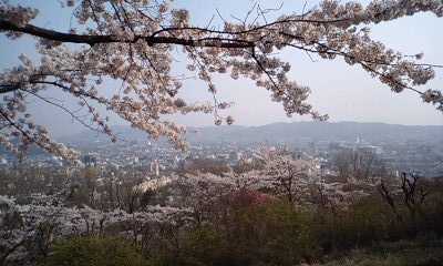 水道山の桜