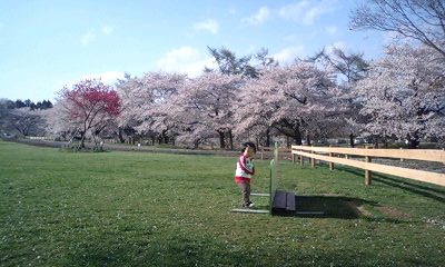 グリーン牧場の桜