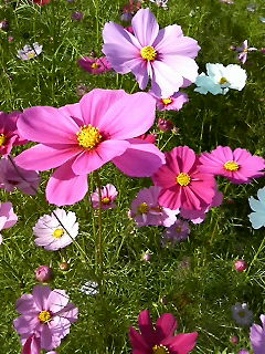 コスモス