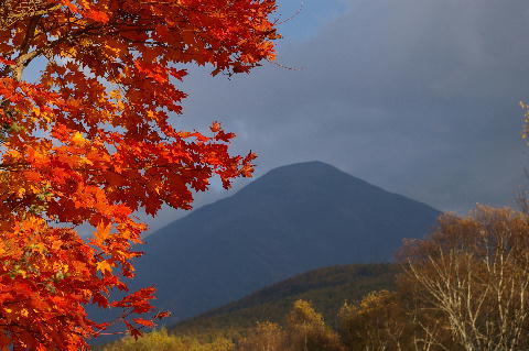 白樺この紅葉