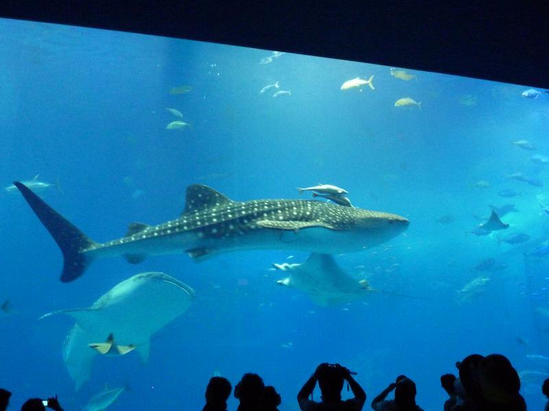 美ら海水族館