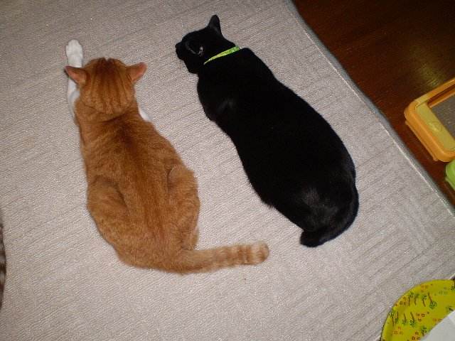 ♂おっちゃん＆くろんぼ