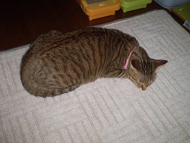 ぬっくいでちにゃ～