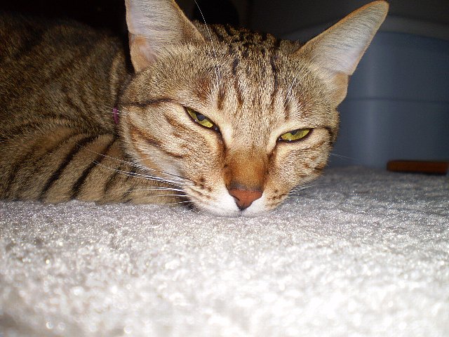 ホッカー、ありがとでちぃ～