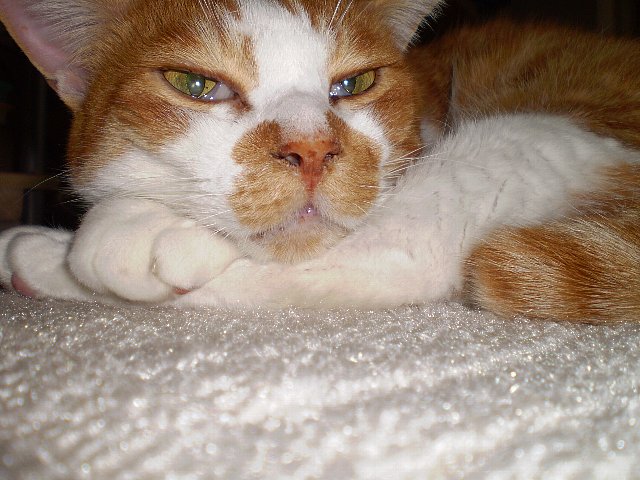 ホッカーで病気治るかにゃ？