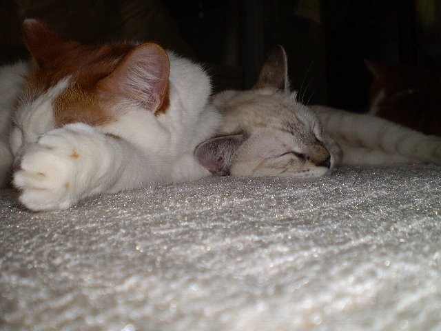 (o-ｪ-)( __)zzz･･