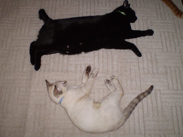 くろんぼ＆みゃう　