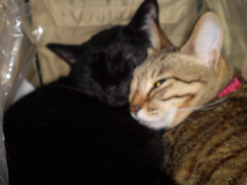 ε=ε=(/*~▽)/キャー