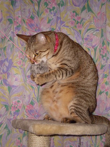 すんごい・・・・・おなかっ！