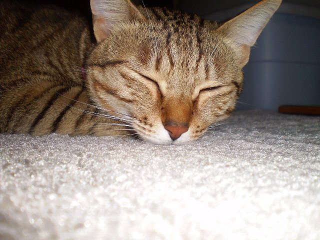 わちゅれないでちね！！