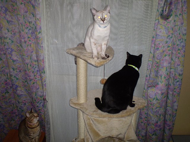 目光る(-ω☆)キラリ