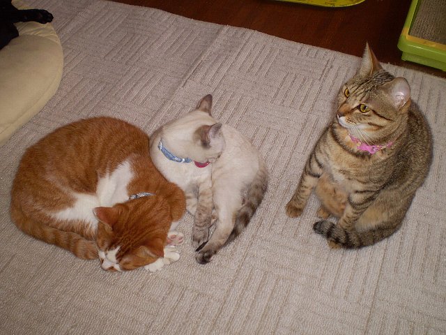 凛とみゃう　(メ-_-) ・・・☆・・・(-_-メ;) バチバチ？！