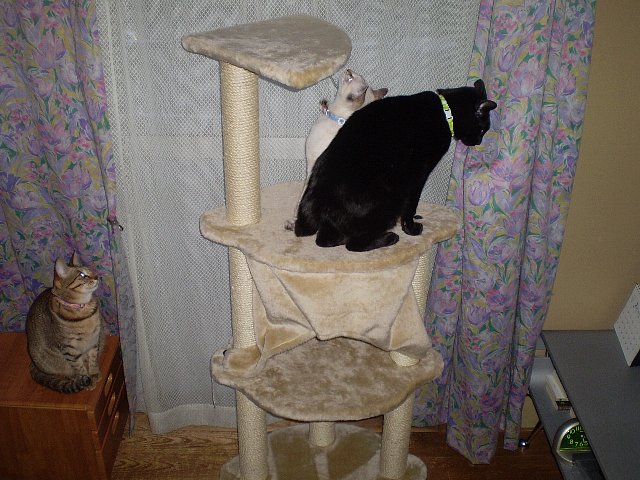 くろんぼ＆みゃう