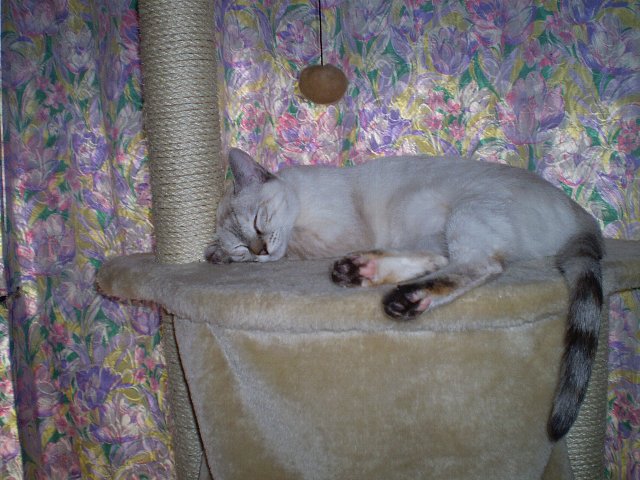 爆睡中ｏ(＿＿*)Ｚｚｚ