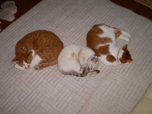 あったかいにゃ～