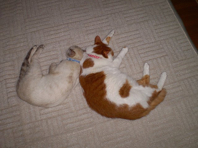 決まったぁv(・◎・)ﾌﾞｲｯ