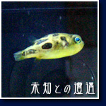 アベニー・パッファー