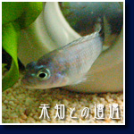 ルデン・ゼブラ・シグリッド