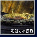 コンゴツメガエル