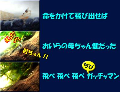 ちびガッチャマンの歌詞02