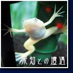 アルビノツメガエル