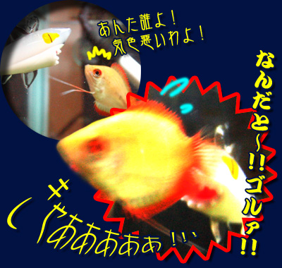 FLASH危機一髪！