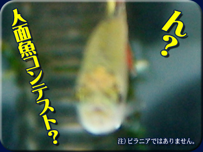 人面魚コンテスト？