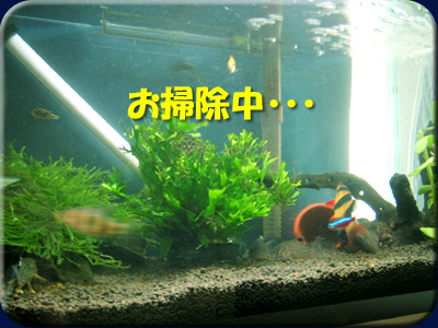 お掃除中・・・