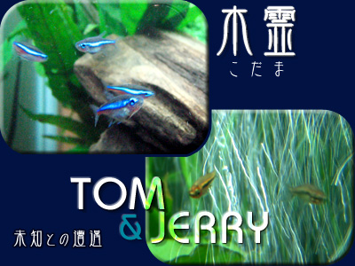 木霊&トム&ジェリー