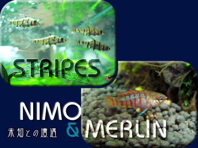 ストライプス&ニモ&マーリン