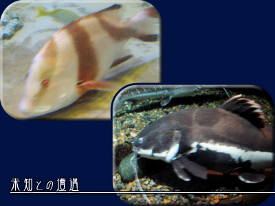 水族館　03