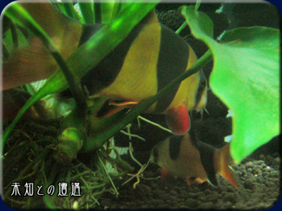 マーフィー&八兵衛