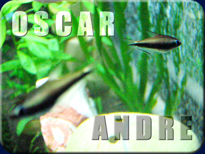 エンペラーテトラ