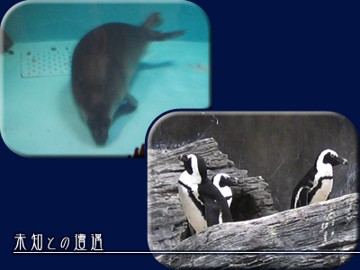 水族館　05