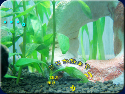 チビコリは・・・