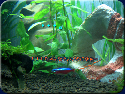 カージナルテトラは・・・