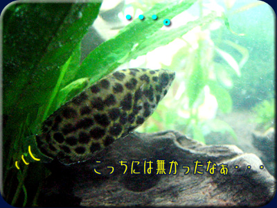 クテノポマは・・・