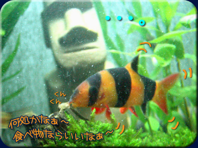 クラウンローチは・・・