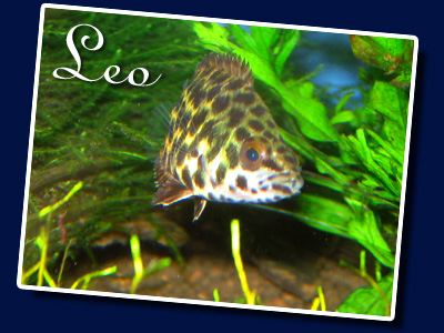 LEO