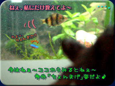 ルビーバルブは・・・