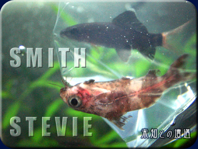 スミス＆スティービー