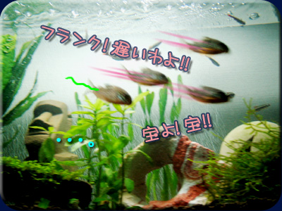 コリドラスは・・・