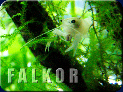 FALKOR