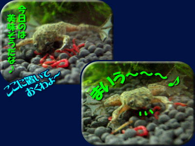 アダムス食事中♪