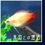 ハニードワーフ・グラミー