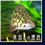 レオパード・クテノポマ