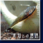 オトシンクルス・アフィニス