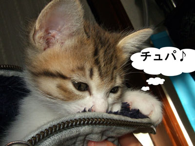 2008年11月14日-1チュパ猫ふ.jpg