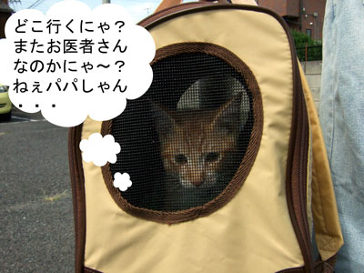 どこに連れて行かれるのにゃ.jpg